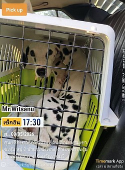 บริการดูแลรับส่งสัตว์เลี้ยงตลอดการเดินทาง